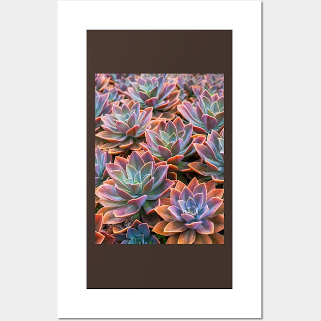 Echeveria Wall Art by runlenarun